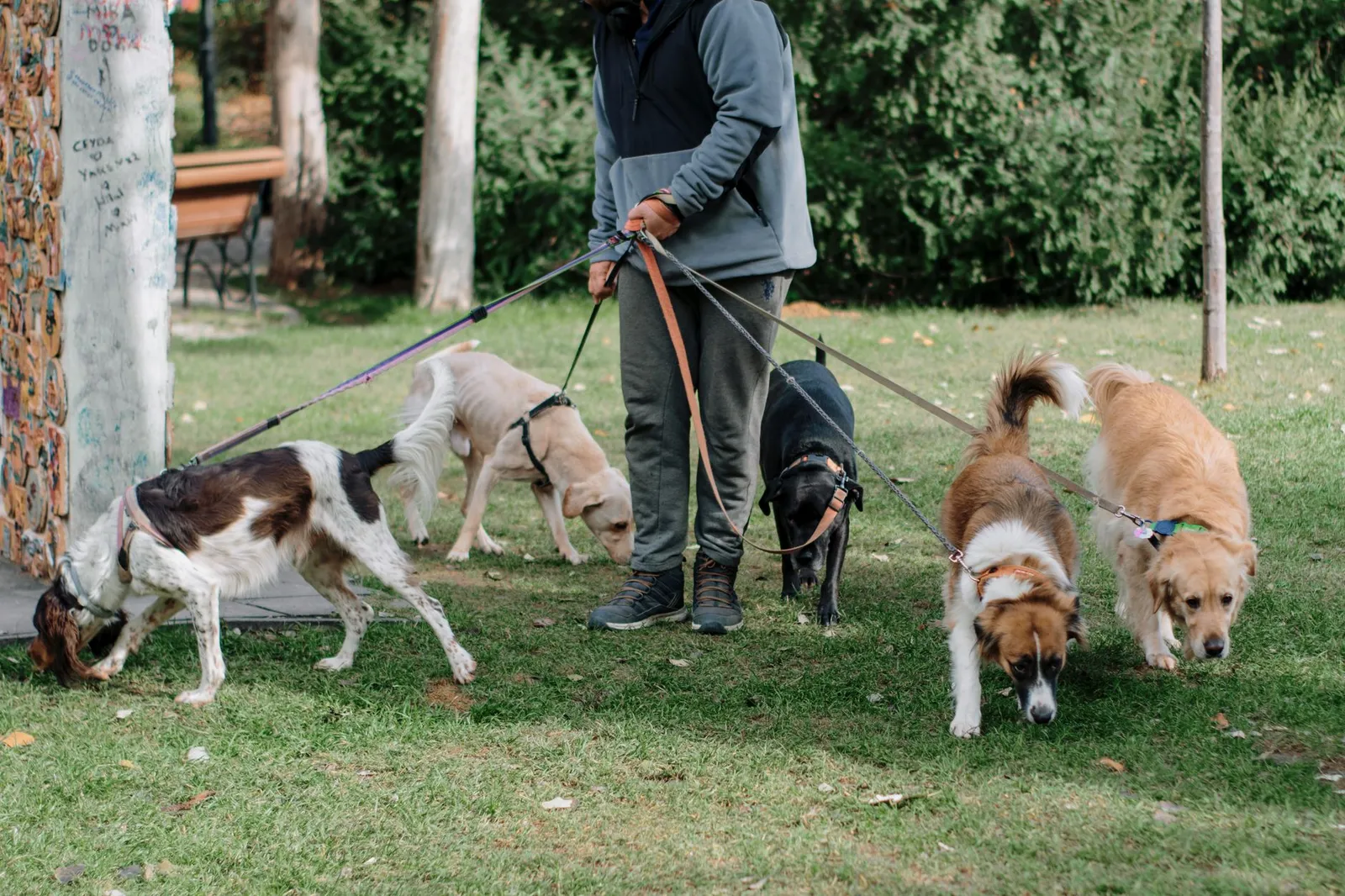 Person walking multiple dogs on leashes in a neighbourhood