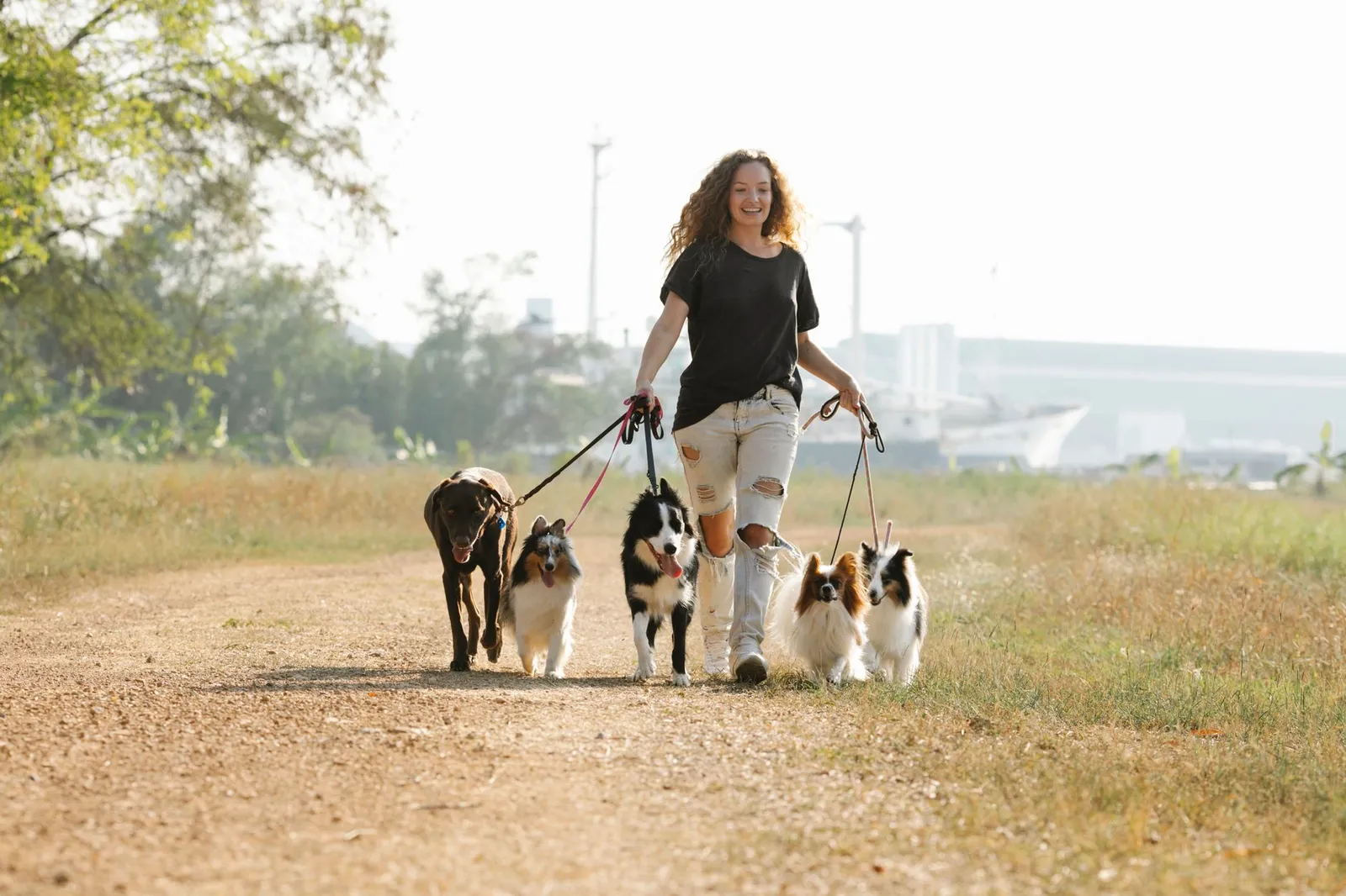 Dog walker on a trial walk with dogs on leash