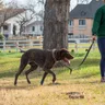 Dog Walking Belt Guide: Hands-Free Walks in Indian Cities