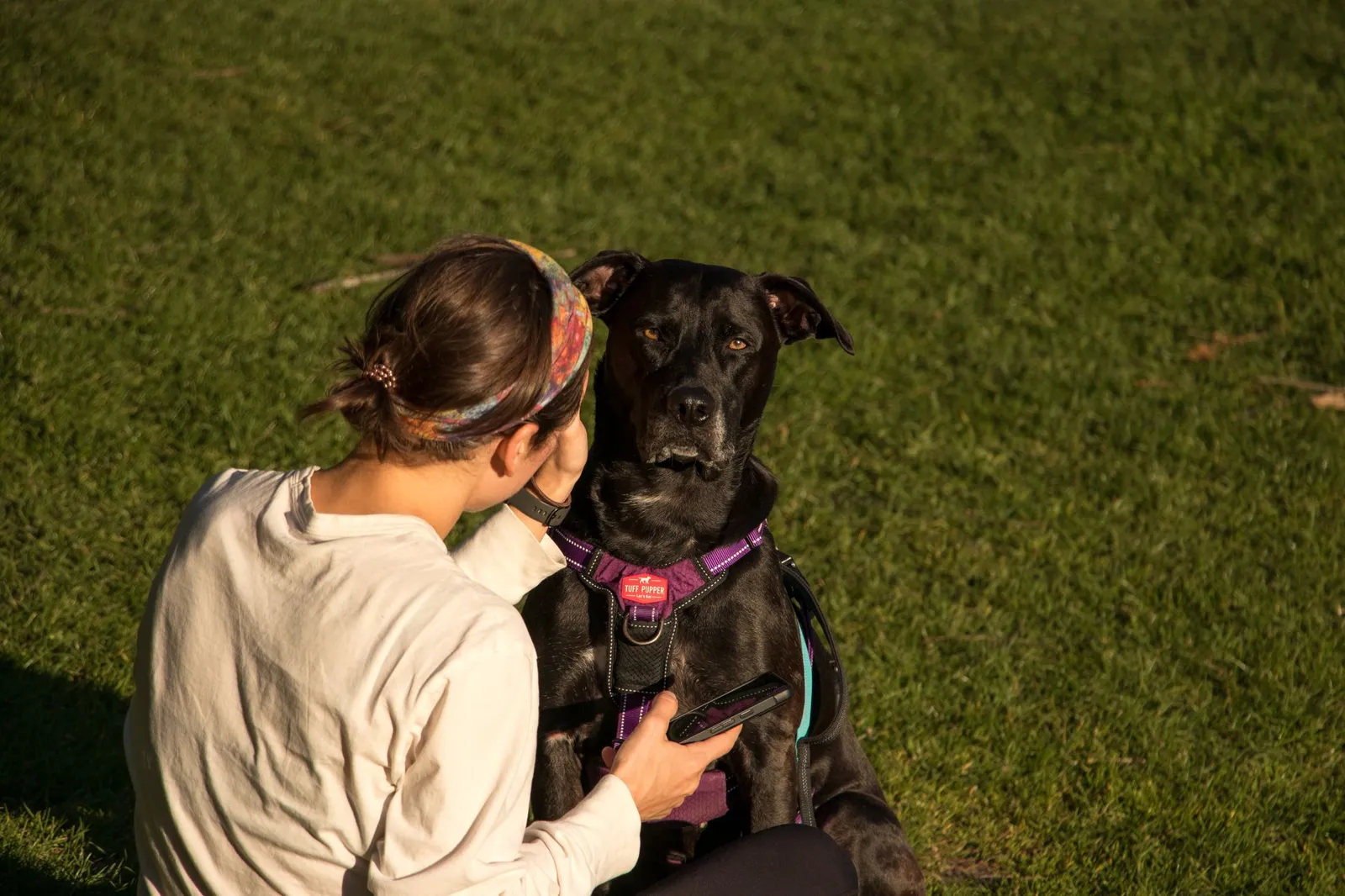 Dog in a well-fitted harness standing in a park