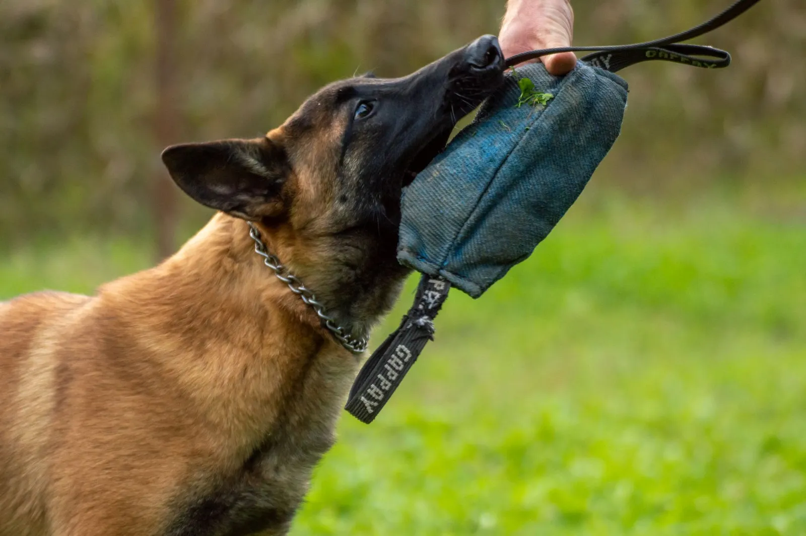 Dog pulling on a leash during a training walk