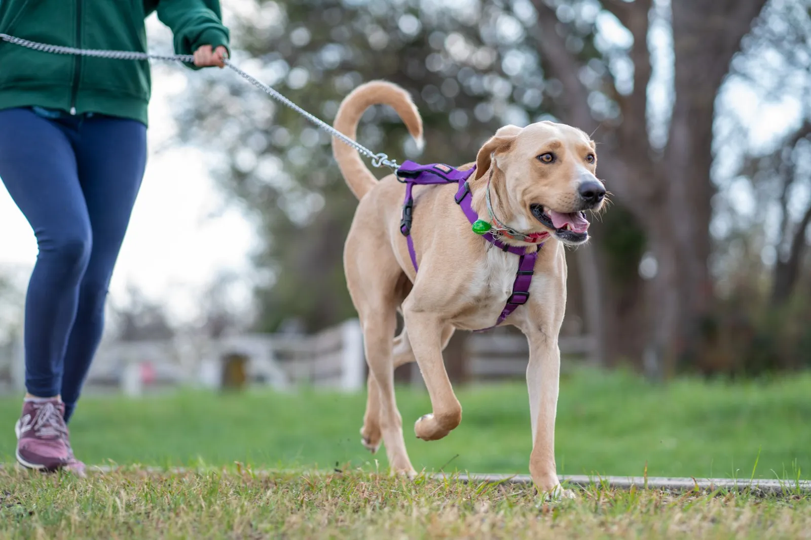 Dog wearing a harness on an outdoor exercise walk