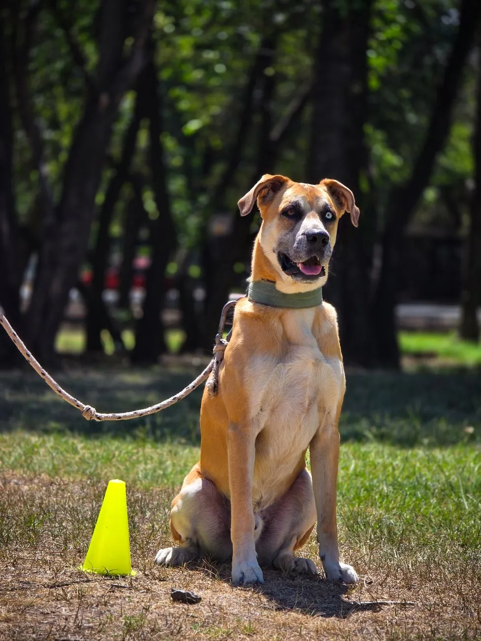 Dog trainer working on leash behaviour with a dog during a session