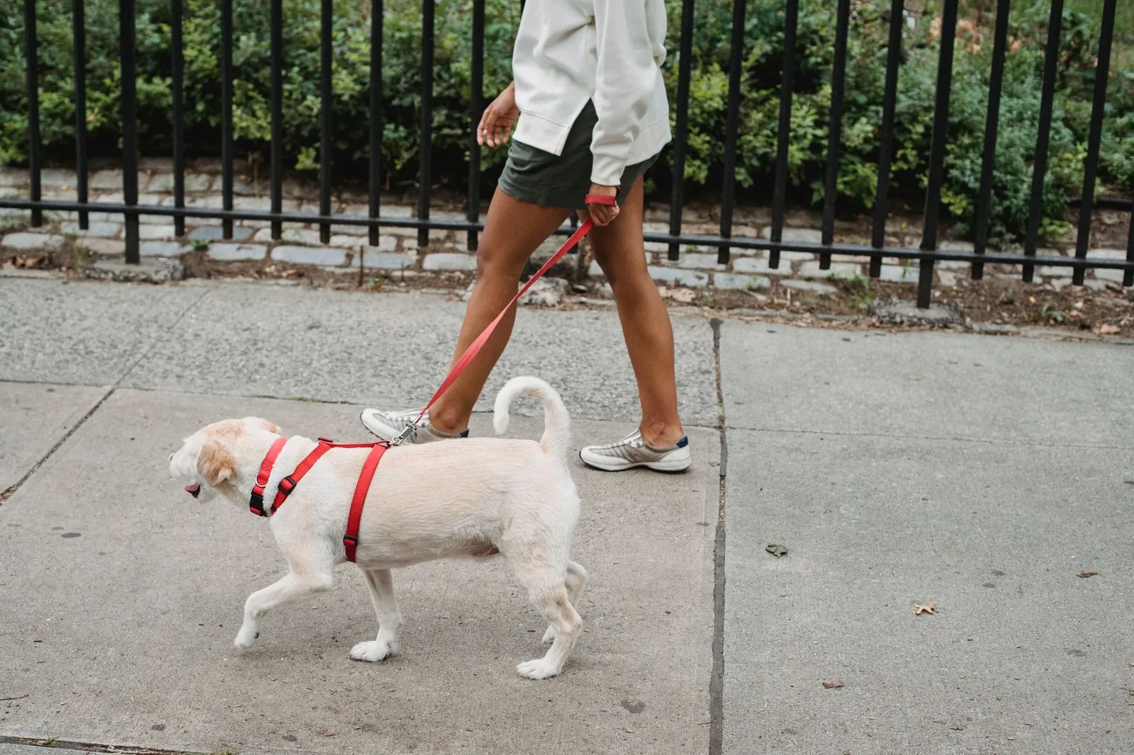 Dog wearing a harness on a city sidewalk walk