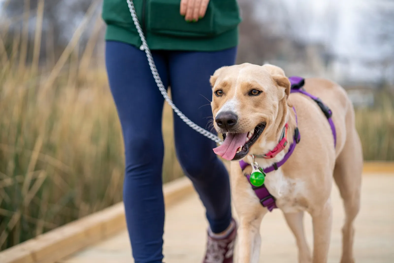 Happy dog on a leash enjoying an outdoor walk