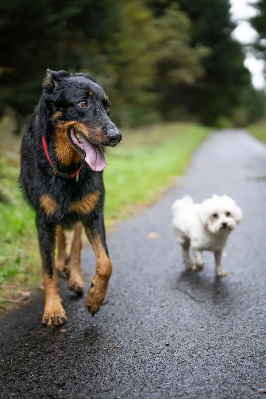 Small and large dogs walking together on leashes