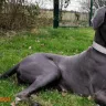 Everything a Great Dane dog breed parent must know