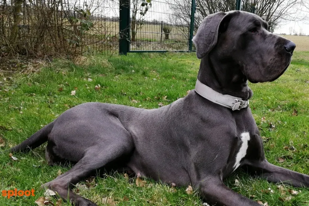 Everything a Great Dane dog breed parent must know