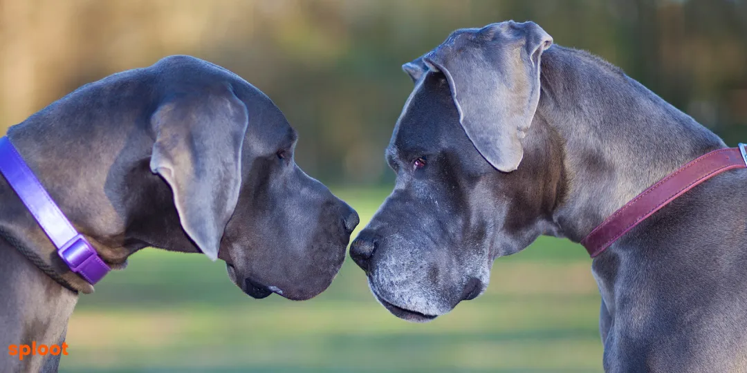Two grey Great Danes standing nose to nose outdoors wearing collars