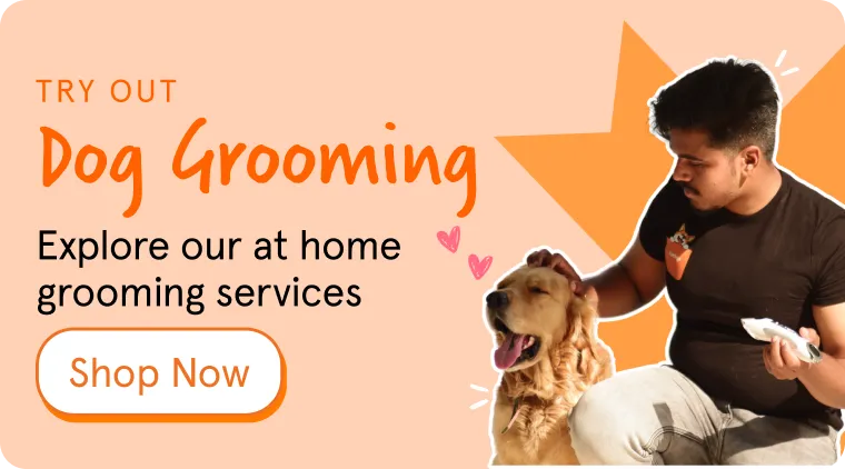 Banner for Sploot's at-home dog grooming service, showing a groomer brushing a golden retriever