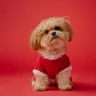 Everything a Shih tzu dog breed parent must know