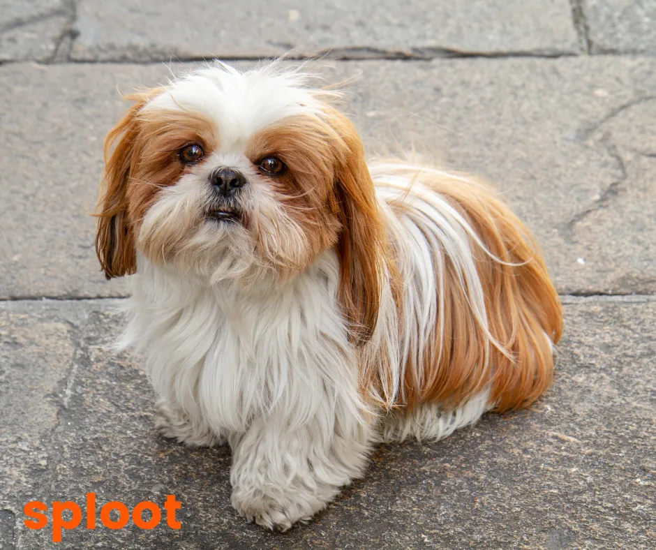Brown and white Shih Tzu with a long flowing coat sitting on stone pavement