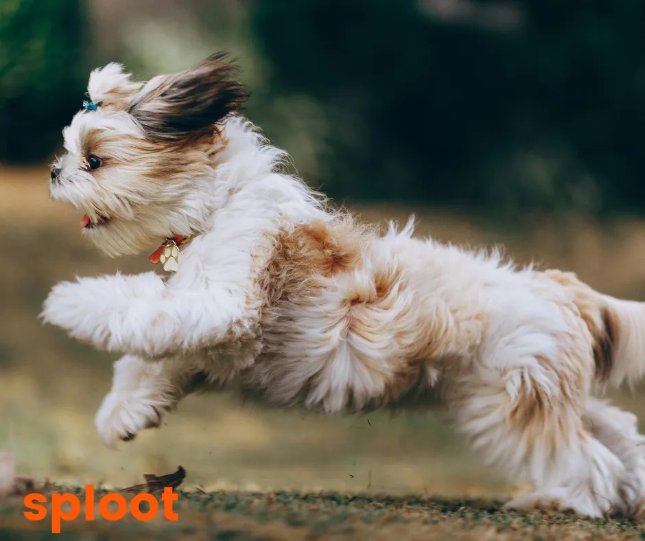 White and brown Shih Tzu puppy leaping through grass outdoors with ears flying