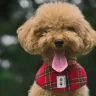 Everything a Toy Poodle dog breed parent must know