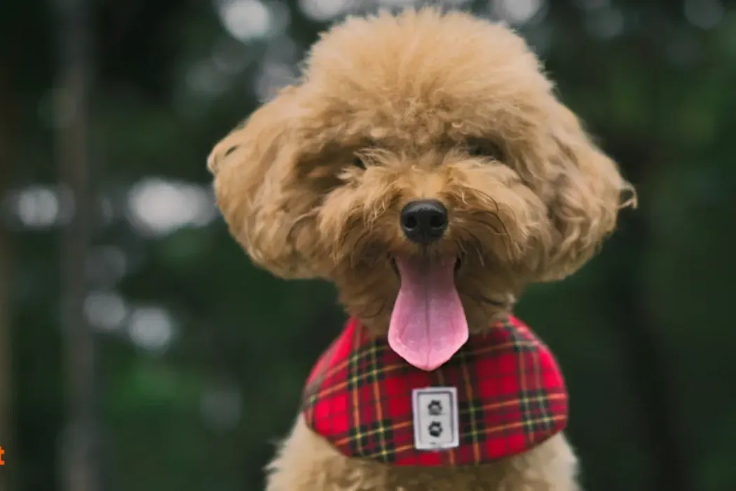 Everything a Toy Poodle dog breed parent must know