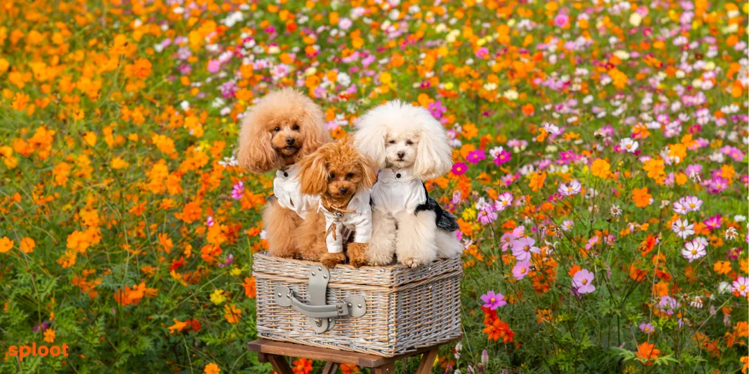 Three toy poodles in apricot, red and white sitting in a wicker basket amid flowers