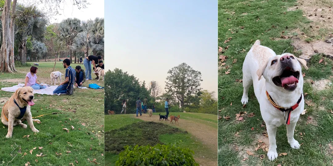 Three photos of dogs and pet parents picnicking and walking on green park lawns
