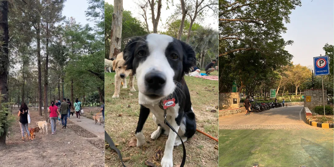 Three photos of dogs and pet parents walking under trees near a park entrance