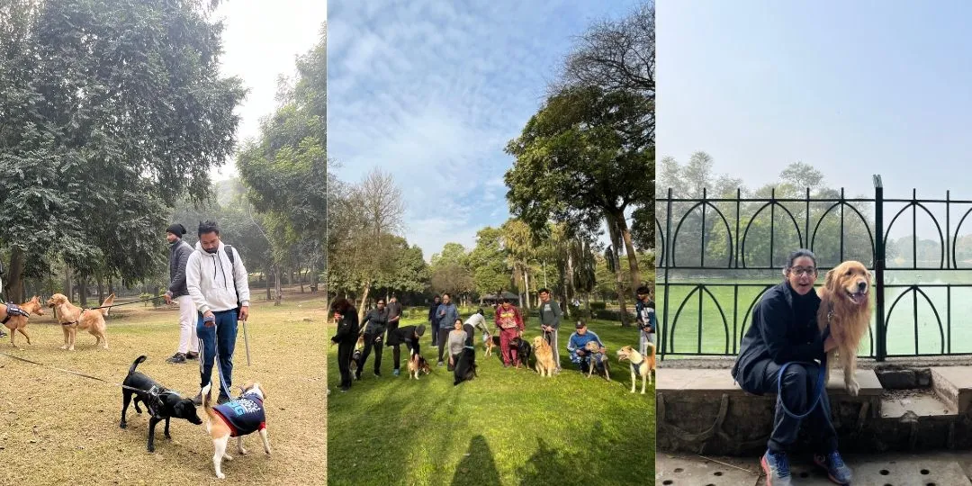 Three photos of dog parents walking and gathering with their dogs in the park