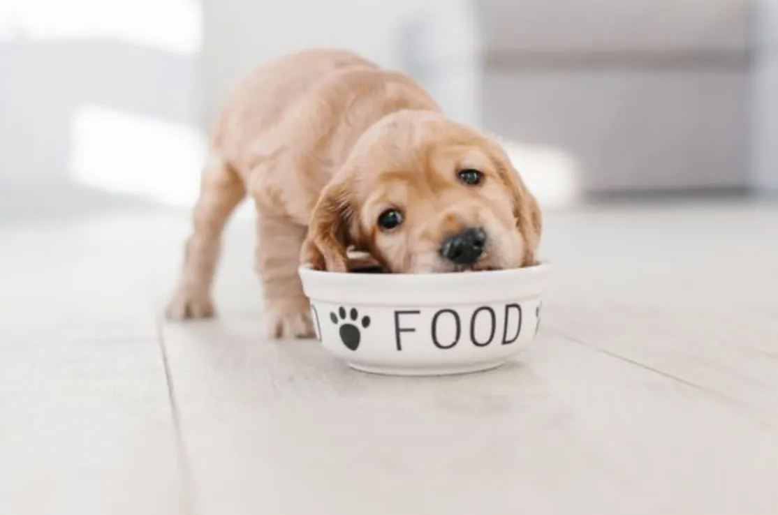 Cocker spaniel puppy eating kibble from a bowl labeled FOOD