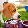 Puppy Feeding Guide with Feeding Schedule Chart