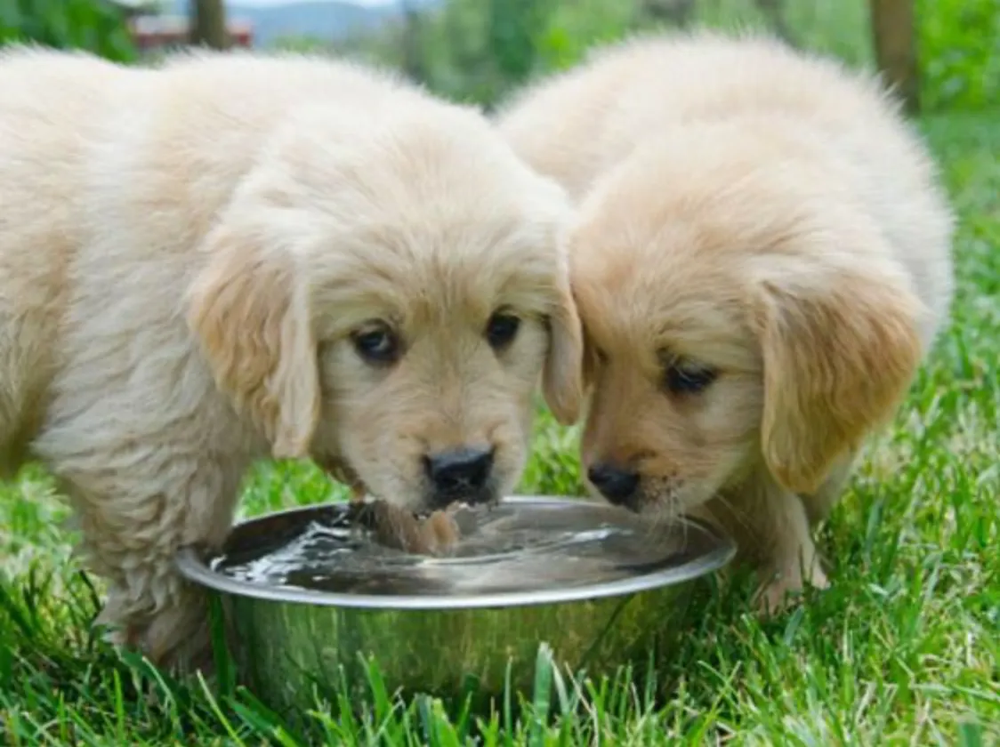 Two golden retriever puppies drinking water from a steel bowl on grass