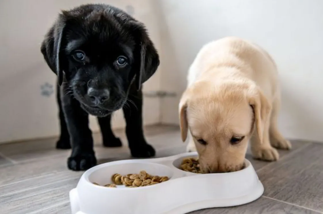 Black and yellow Labrador puppies eating kibble from a shared bowl