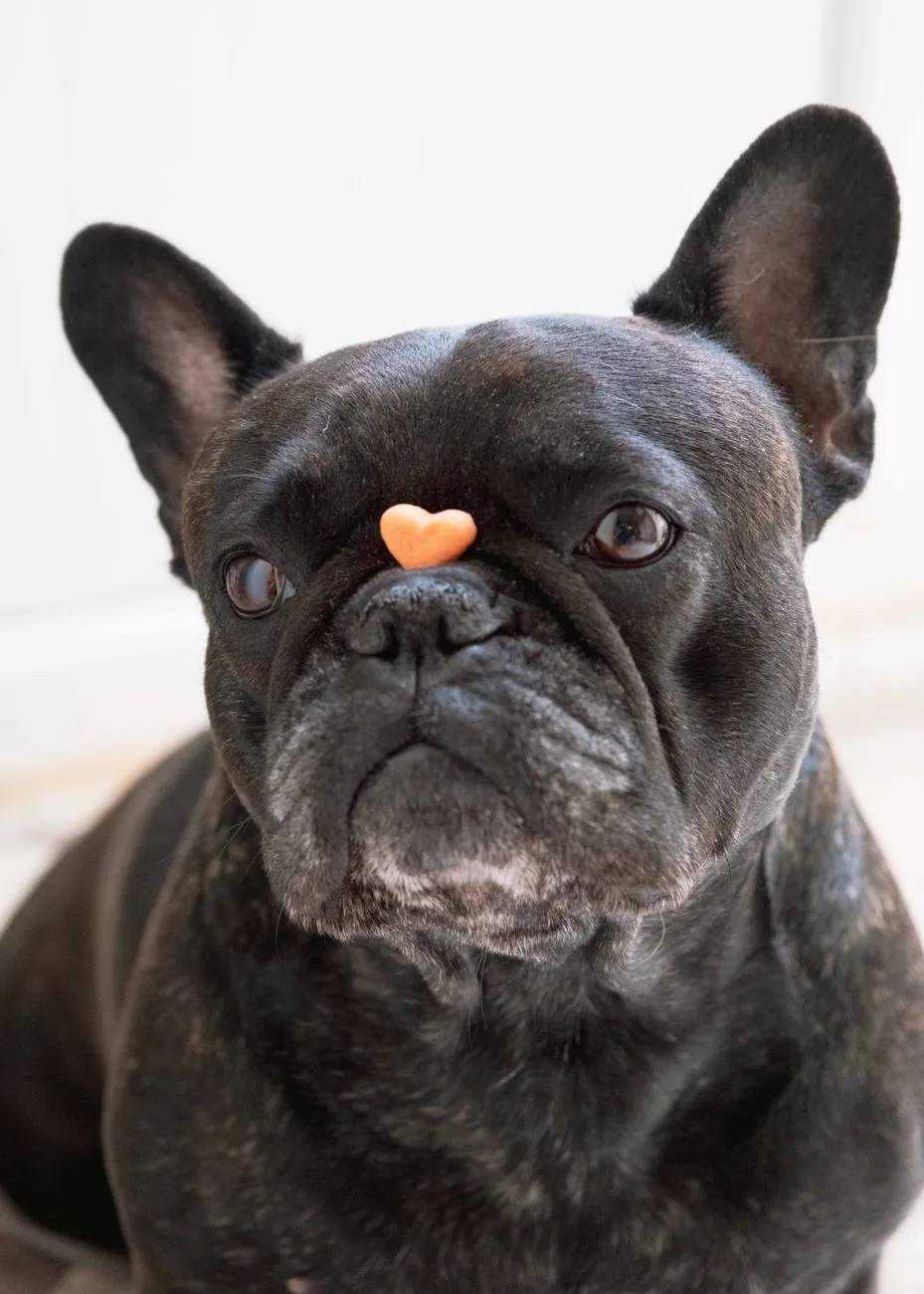 Person rewarding a dog with a treat during name training