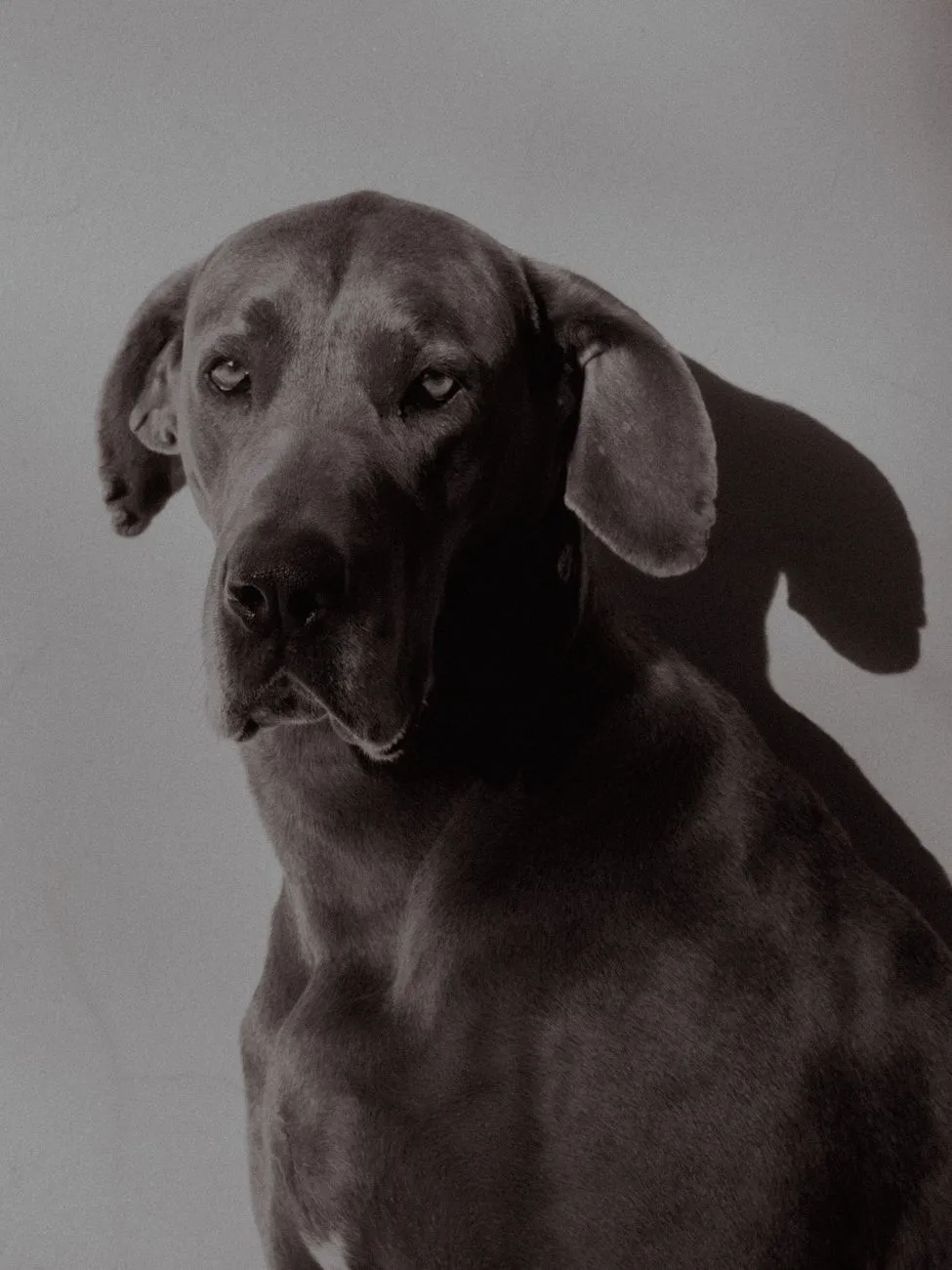 Elegant dog portrait in soft indoor light