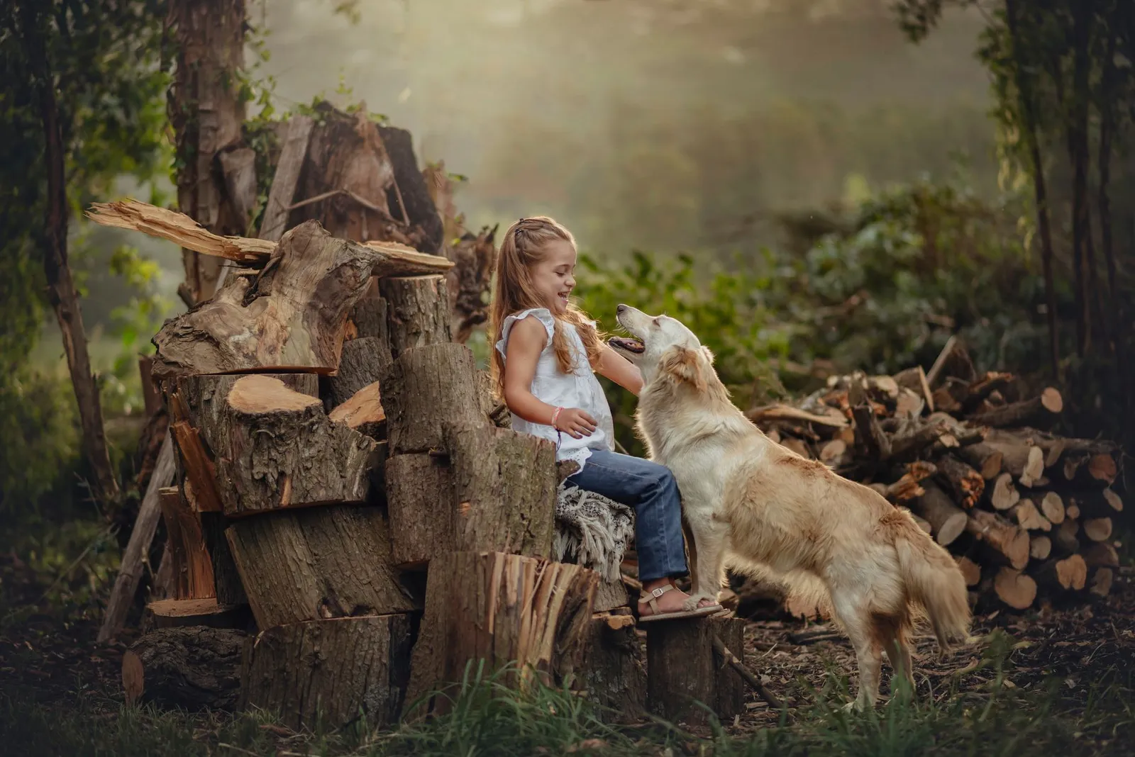 Golden retriever standing outdoors in soft light
