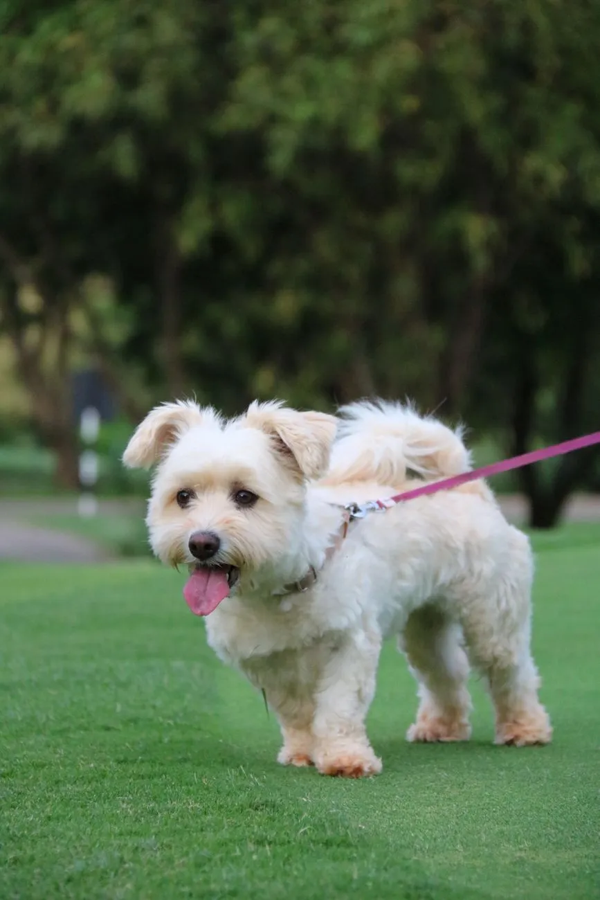 Happy small dog on a leash during a park walk