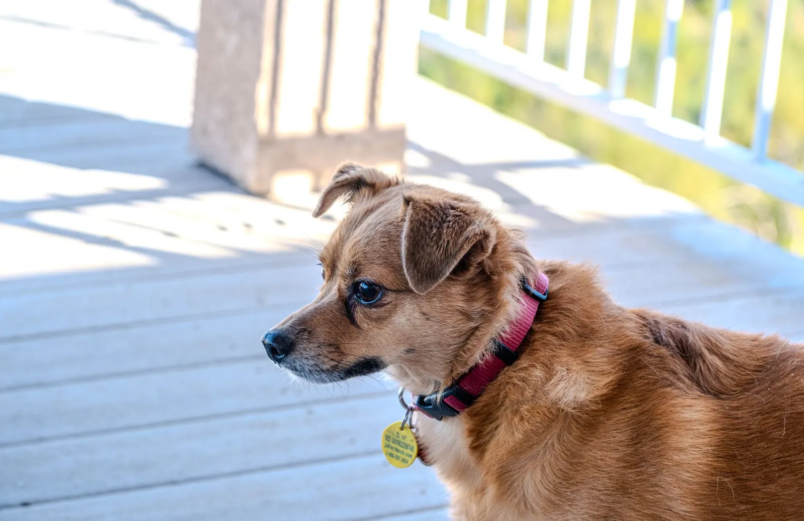Close-up of a dog wearing a name tag collar