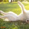 Find out the true costs of raising a dog: A Comprehensive Guide to Dog Parenting Expenses in India