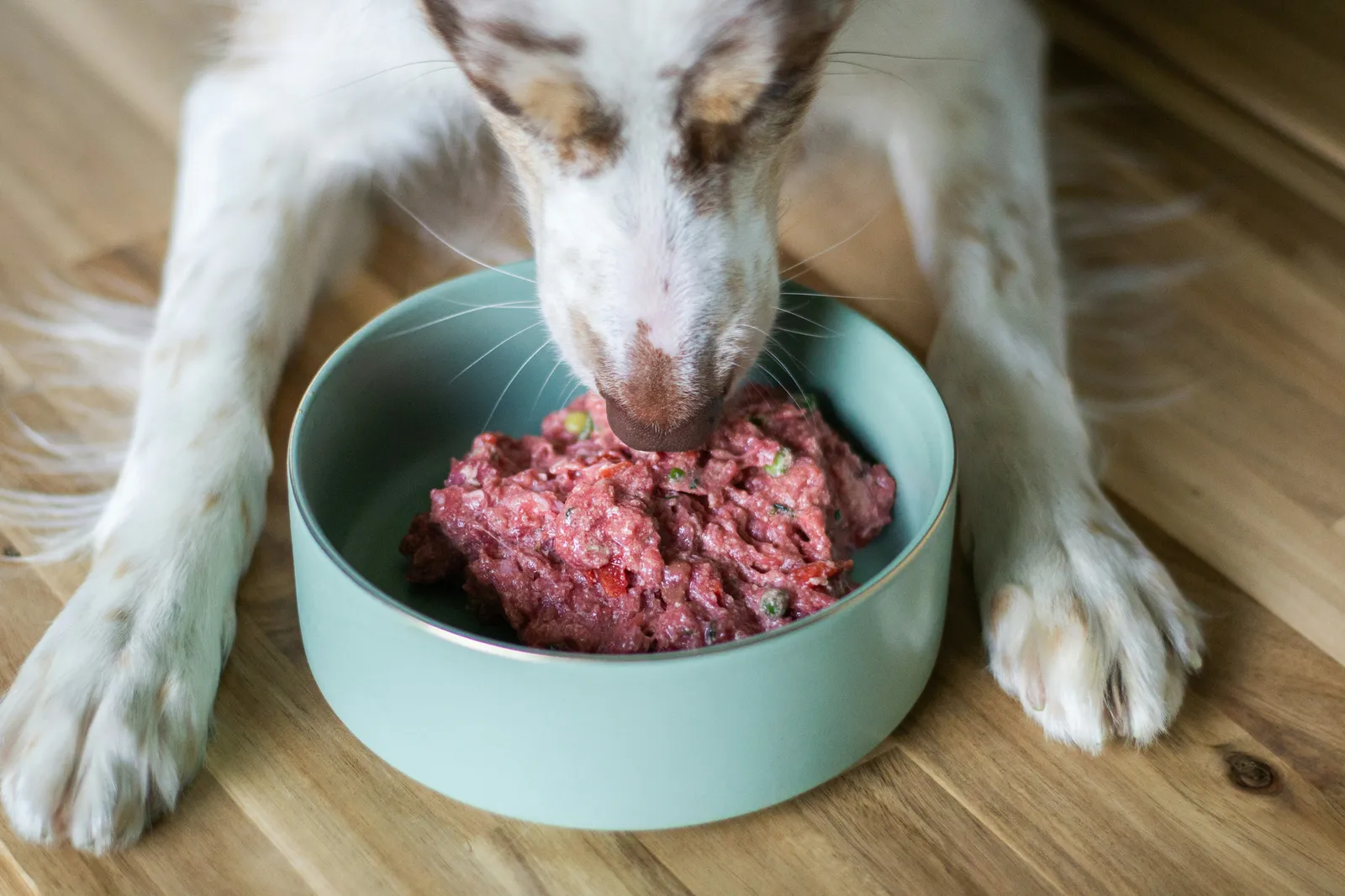 Fresh Dog Food vs Dry Dog Food