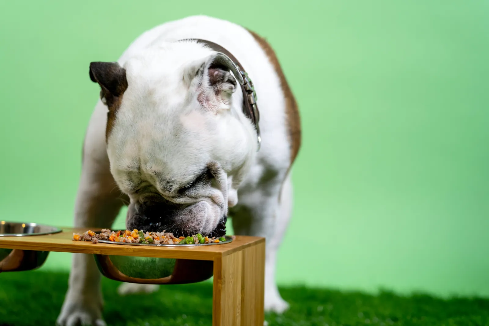 English bulldog eating fresh food with vegetables from a raised wooden feeder