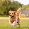 Golden Retriever Breeding: What to Know Before Breeding Your Dog