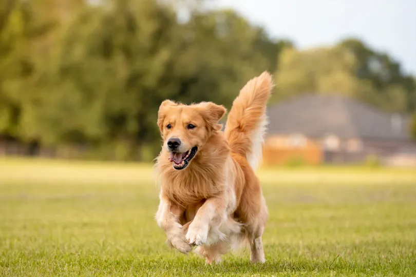 Golden Retriever Breeding: What to Know Before Breeding Your Dog
