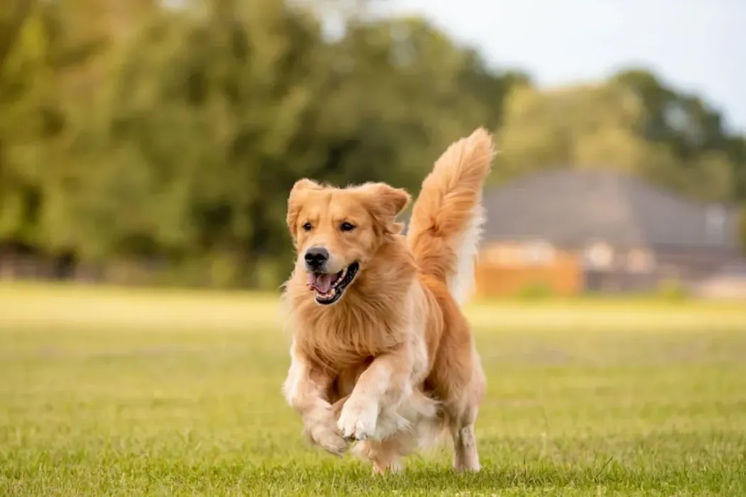 Golden Retriever Myths and Misconceptions: Debunking Common Beliefs