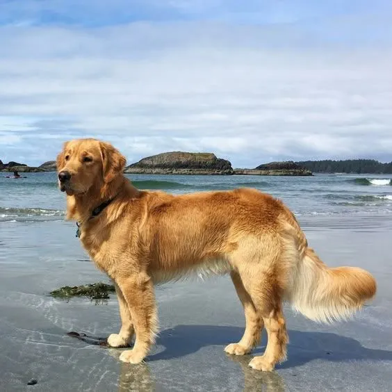 Golden retriever standing sideways on a wet beach with rocky islets behind