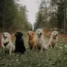 Golden Retriever vs Labrador: Which Breed Should You Get?