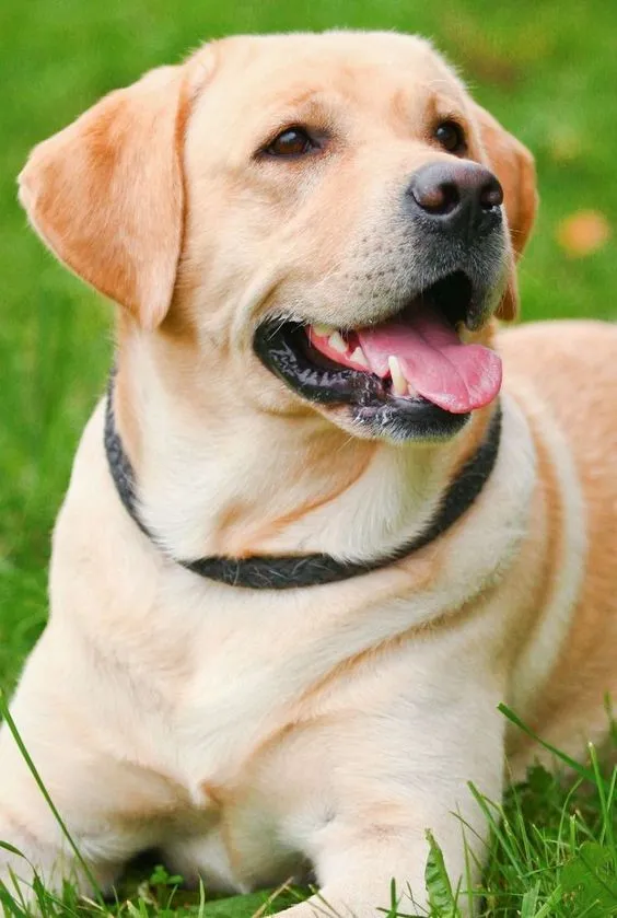 Yellow Labrador lying on grass with mouth open and tongue out, wearing a collar