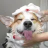 Grooming for Dogs with Skin Allergies: Tips for Sensitive Skin