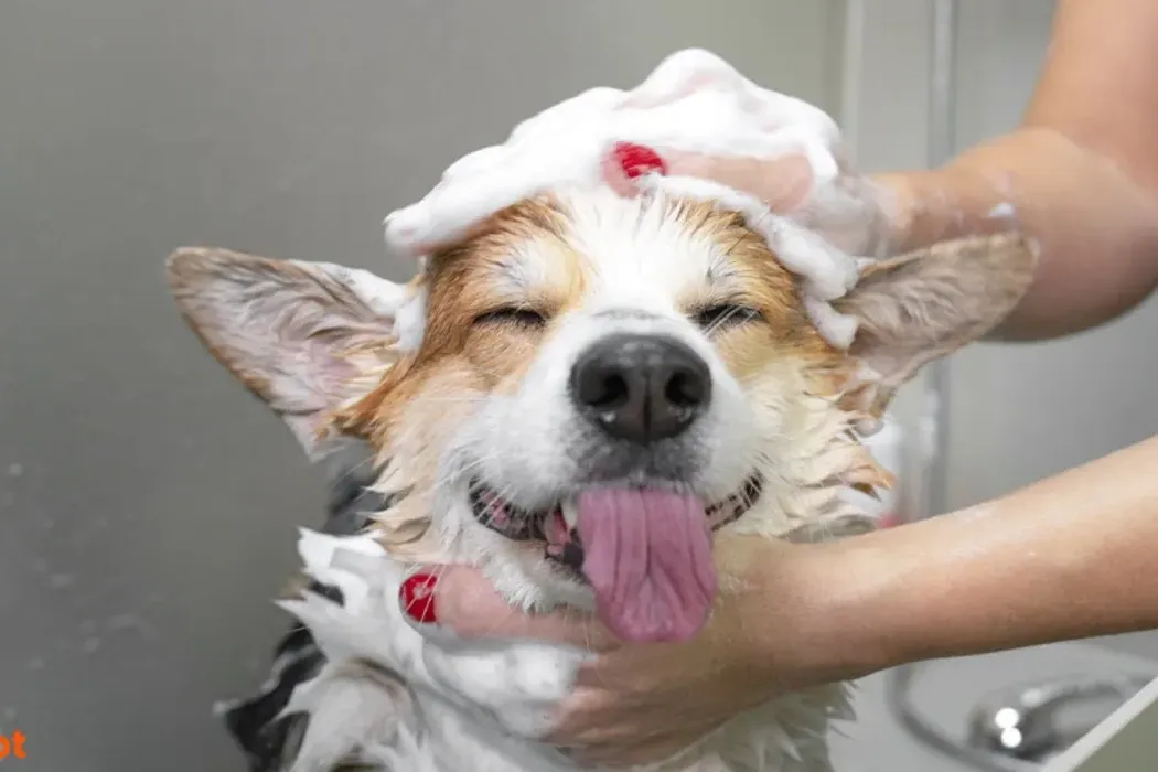 Grooming for Dogs with Skin Allergies: Tips for Sensitive Skin
