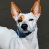 Health Considerations for Indie Dogs: Common Issues and Preventive Measures