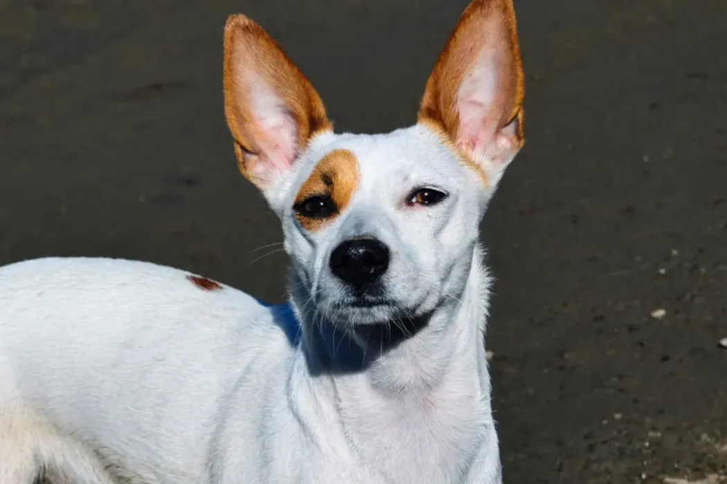Health Considerations for Indie Dogs: Common Issues and Preventive Measures