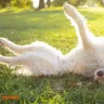 Helplines for Dog Parents
