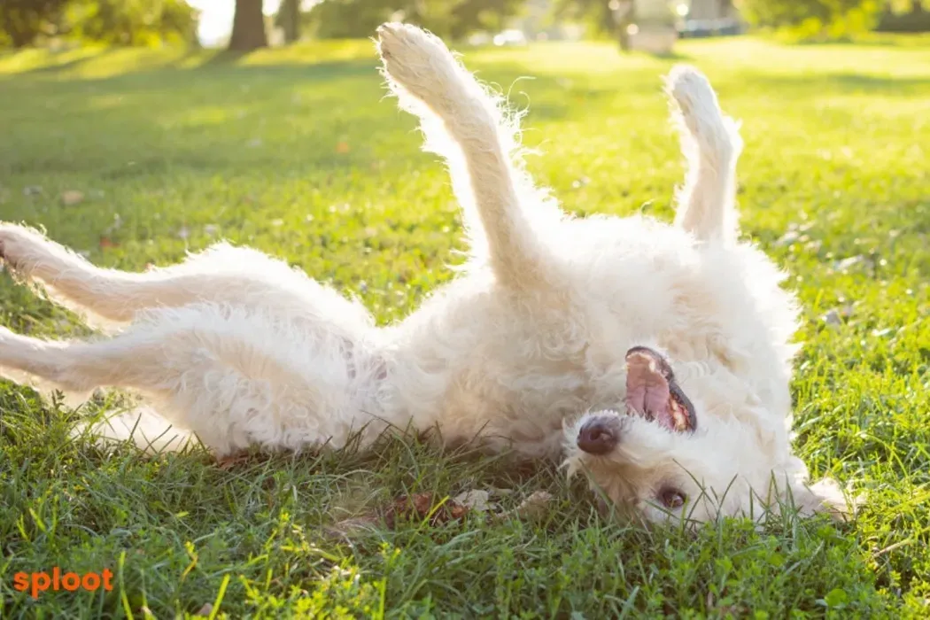 Helplines for Dog Parents
