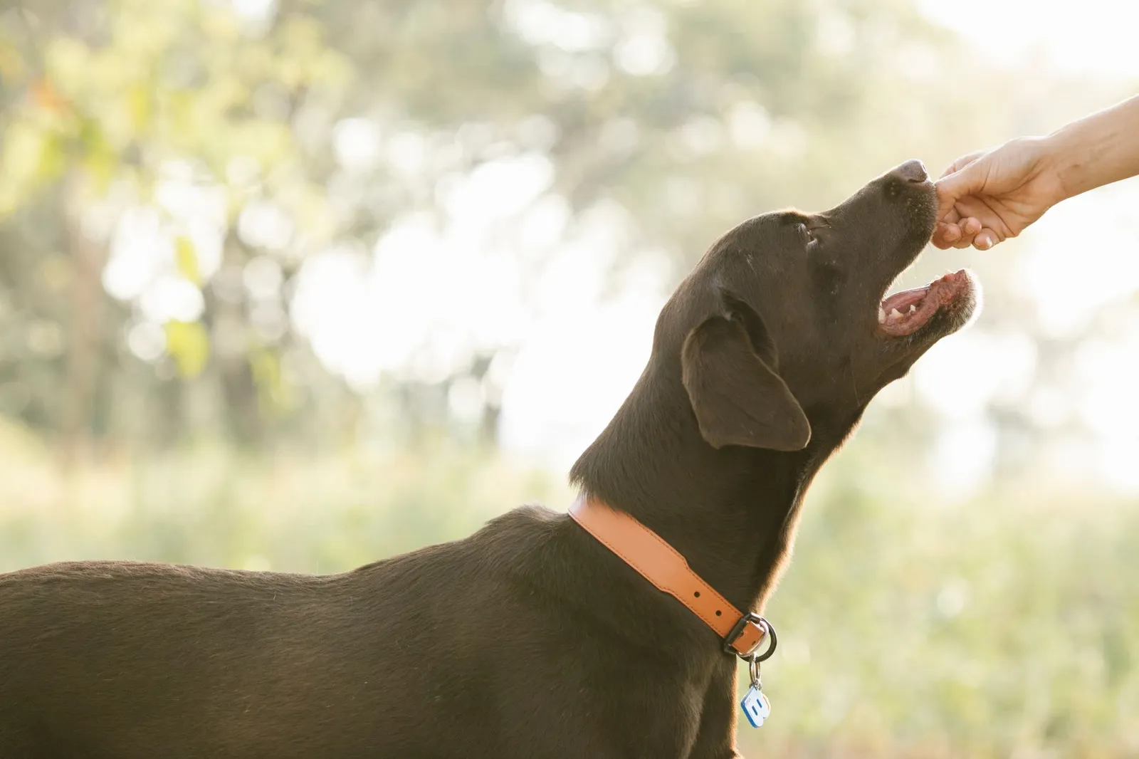 Dog receiving oral medicine during a care routine