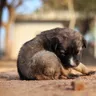 How Long Can a Dog Have Worms Before It Dies: Clear Guide
