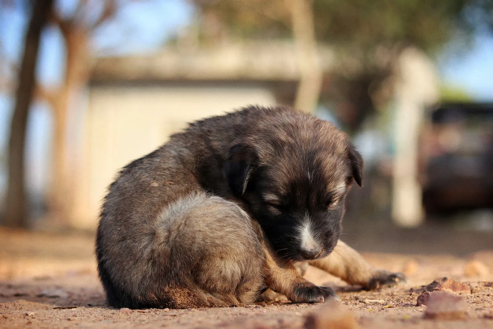 How Long Can a Dog Have Worms Before It Dies: Clear Guide